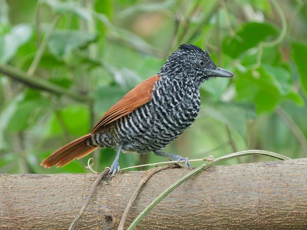 Bruinrugmiervogel (Myrmeciza exsul)